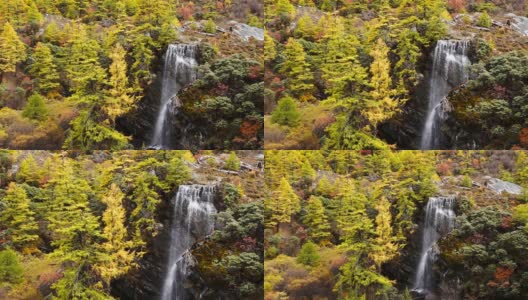 美丽的瀑布来自融化的雪山在秋季黄松林，瀑布与秋叶在亚丁自然保护区，中国四川高清在线视频素材下载