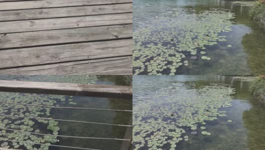 倾斜显示绿色的百合花瓣和白色的荷花在一个绿色的池塘高清在线视频素材下载
