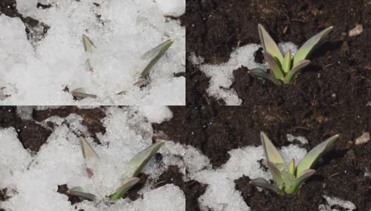 花在雪下生长的时间流逝高清在线视频素材下载