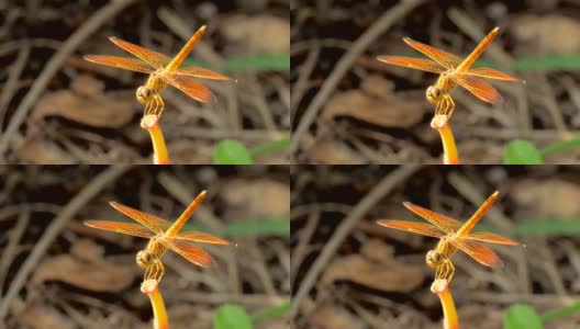 树枝顶端的橙色蜻蜓高清在线视频素材下载
