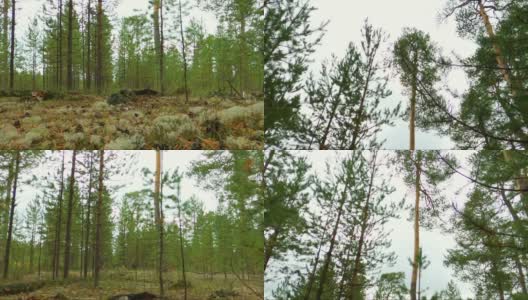 西伯利亚的森林。自底向上。高大的松树。8月。高清在线视频素材下载