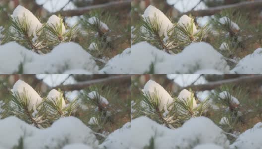 细雪飘落在一棵松果被雪覆盖的松树上高清在线视频素材下载