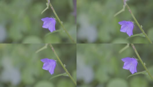 大钟在一个阳光明媚的夏日。高清在线视频素材下载