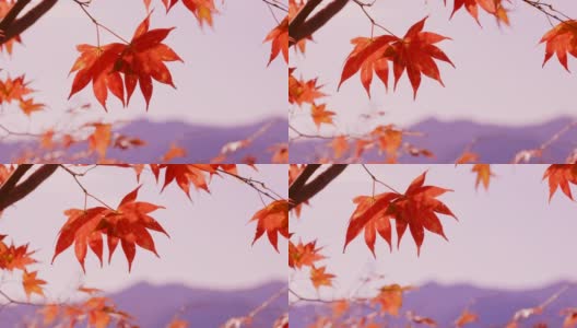 枫树的秋叶在风中摇曳高清在线视频素材下载