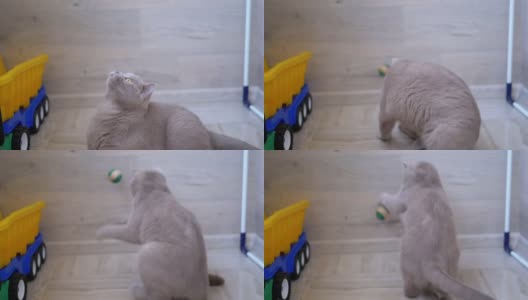 漂亮的灰色英国家猫在地板上玩球。好玩的、活跃的宠物高清在线视频素材下载