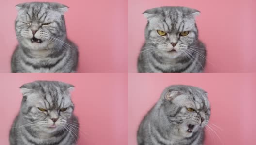 灰色苏格兰折猫与一个不愉快的口吻特写在一个粉红色的背景。高清在线视频素材下载