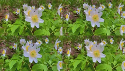 在春天盛开的木银莲花。高清在线视频素材下载
