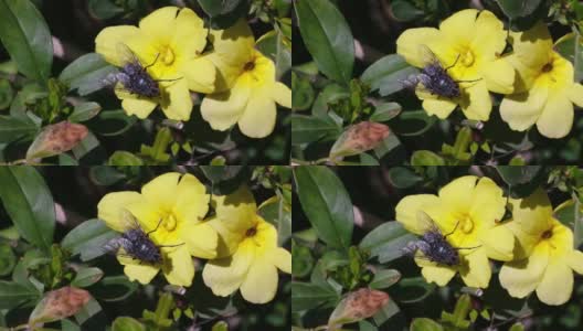 大黑家蝇在黄花上的慢镜头高清在线视频素材下载