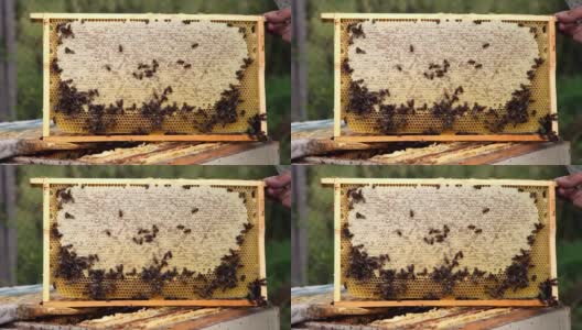 收集蜂蜜:蜂房特写。养蜂工作:蜜蜂，蜂巢，蜂蜜高清在线视频素材下载