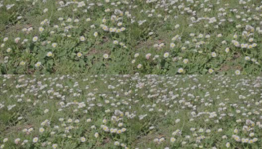 白色的雏菊领域高清在线视频素材下载