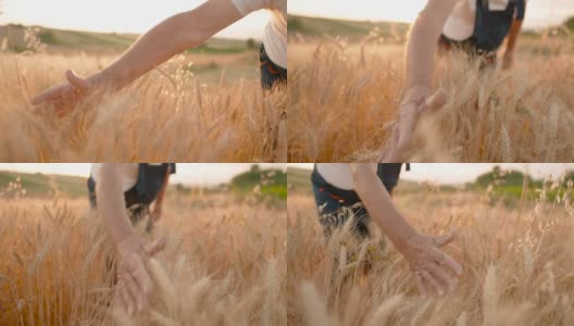 农夫的手紧紧地放在麦田里，触摸着夕阳中金色的小穗高清在线视频素材下载