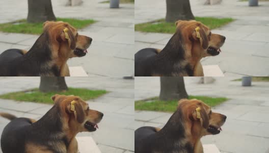 流浪狗在公园里躺着休息。耳朵里有芯片标签的狗。高清在线视频素材下载