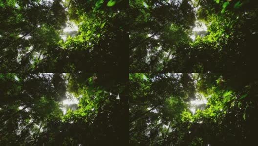 专业视频4 k。3840 x2160p。25.00帧/秒。大自然视频一棵大树在肥沃的森林里阳光透过树叶照得很美在夏天。自然与旅游理念。高清在线视频素材下载
