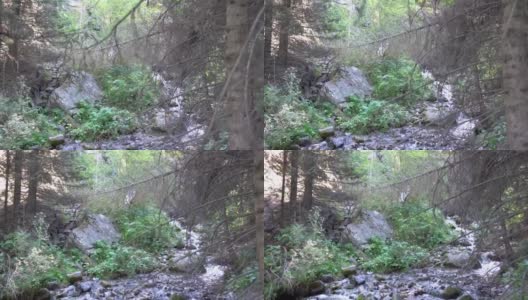 河边的树干和树枝高清在线视频素材下载