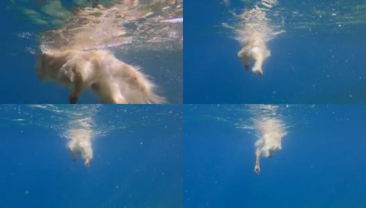 金毛寻回犬在海里游泳(水下视图)。狗在水面上游泳。(4 k-60fps)高清在线视频素材下载
