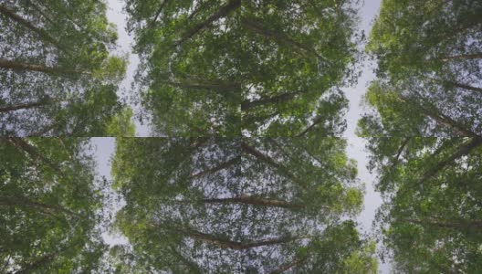 在多云的日子里，一幅低角度拱形画，画的是公园或林地里的一棵树，包括一棵雨树和一棵椰枣。高清在线视频素材下载