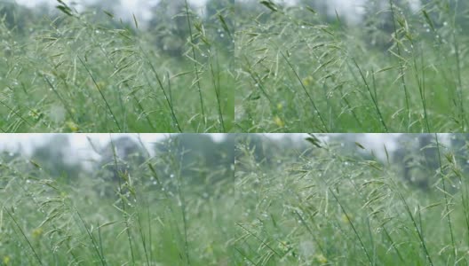 雨点在阳光下照耀着草地。雨后用水滴润湿草地。新鲜的植物背景。夏雨后草地高清在线视频素材下载
