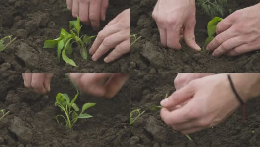 一个白人男子的手在黑色的土地上拉直和种植幼苗的特写镜头。平滑的相机运动，高动态范围高清在线视频素材下载