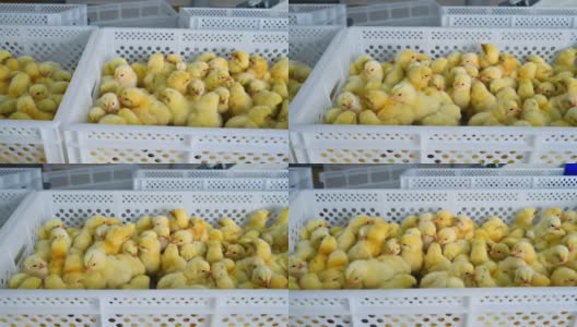 家禽农场的盒子里的小鸡。可爱的黄色鸡在塑料容器里。养鸡厂里毛茸茸的小鸡高清在线视频素材下载