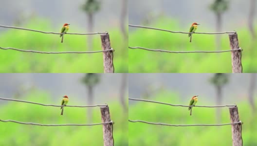 鸟(Chestnut-headed食蜂鸟)高清在线视频素材下载
