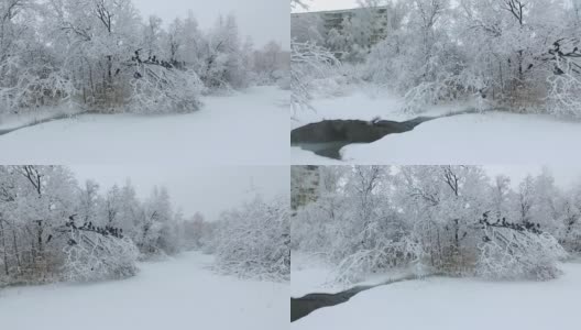 冬天小溪流下雪，冬天树下雪。鸽子悠闲。俄罗斯新西伯利亚,高清在线视频素材下载
