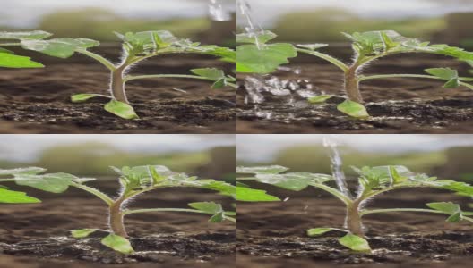 近距离种植的西红柿扦插要浇水高清在线视频素材下载