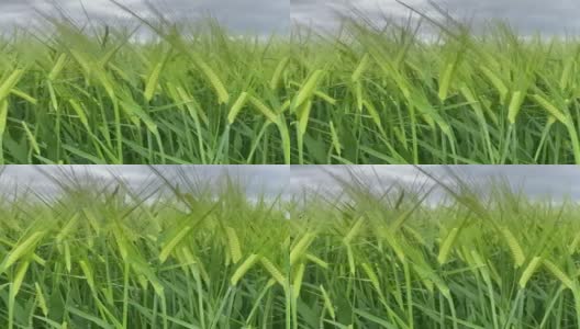 风吹雨打的一片翠绿的玉米田。近距离高清在线视频素材下载