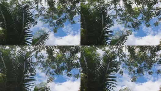 树上的绿叶在风中，蓝天白云高清在线视频素材下载