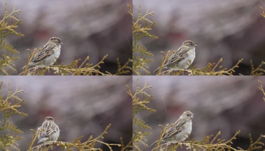 小漂亮的鸟家麻雀，Passer domesticus，鸟坐在冬天花园的树枝上高清在线视频素材下载