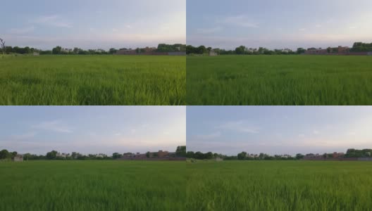 航拍视频特写绿色稻田，印度农村高清在线视频素材下载