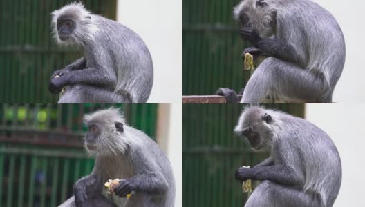 银叶猴在一个公园的谷仓外面吃东西。高清在线视频素材下载