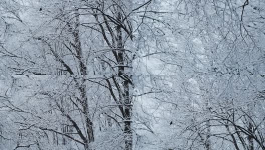 冬季森林全景。白雪和树木的黑色轮廓。冬天美丽的雪森林背景高清在线视频素材下载