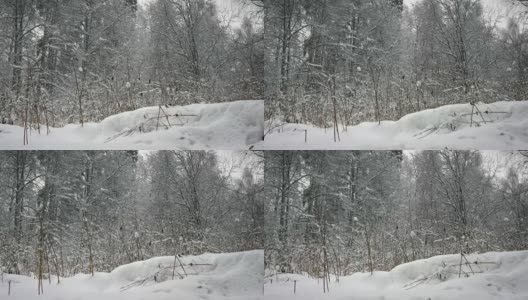 冬天的森林里，树木在雪地里高清在线视频素材下载