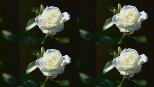 美丽的盛开的白色玫瑰高清在线视频素材下载