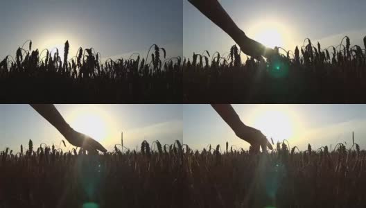 日落时分，姑娘在田里抚摸成熟的小麦高清在线视频素材下载