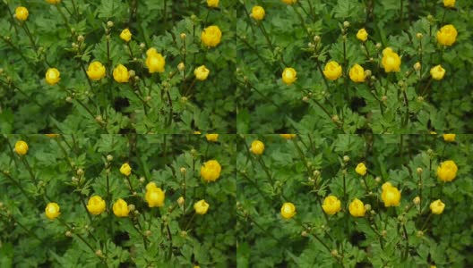 鲜艳的黄色开花的春天花毛茛球茎。拍摄静态摄像头高清在线视频素材下载