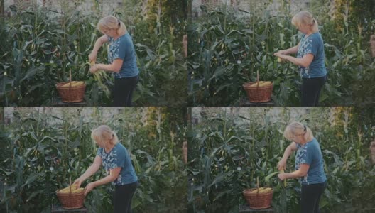 一个女人在她的花园里劳作，为自己种植所有的食物。女主人从玉米棒上剥下外壳和叶子，仔细检查，然后小心地把它放在柳条篮子里带回家做饭高清在线视频素材下载