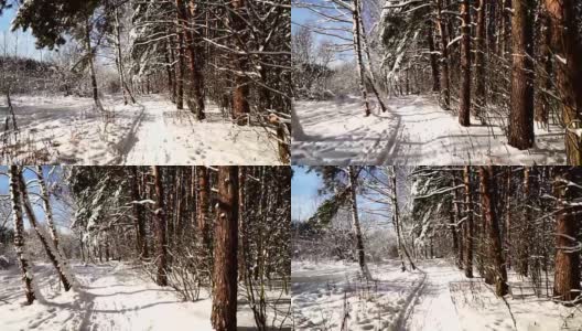 在白雪皑皑的森林里沿着小路走。稳定的框架pov射击。阳光明媚的一天。高清在线视频素材下载