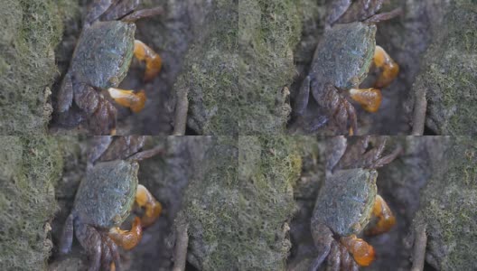 红树林里的红蟹高清在线视频素材下载