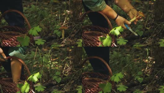 一位老妇人在森林里采蘑菇高清在线视频素材下载