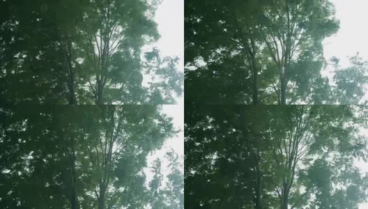 绿树在暴风雨中弯曲高清在线视频素材下载