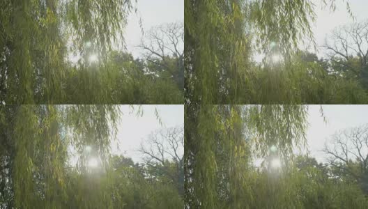 在一个阳光明媚的日子里，在公园里，绿色的柳树叶子被风吹着高清在线视频素材下载