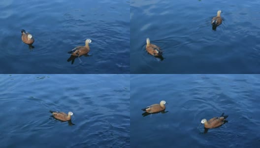 在池塘里喂红贝鸭高清在线视频素材下载