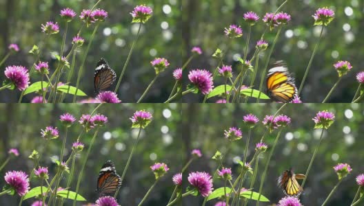 蝴蝶在花上的慢动作高清在线视频素材下载