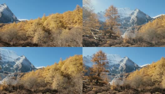 亚丁自然保护区，秋天，仙乃日神山的淘金松林高清在线视频素材下载