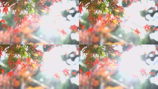 秋天的庐山枫叶高清在线视频素材下载