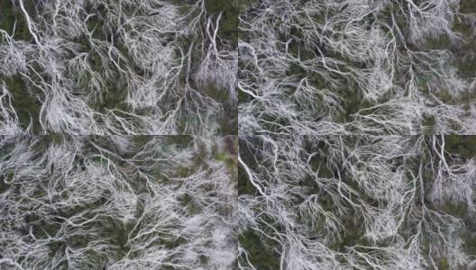 4K无人机从上方拍摄了神秘的苍白干枯森林高清在线视频素材下载