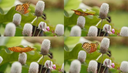 飞蝶和蝴蝶在吮吸花蜜高清在线视频素材下载