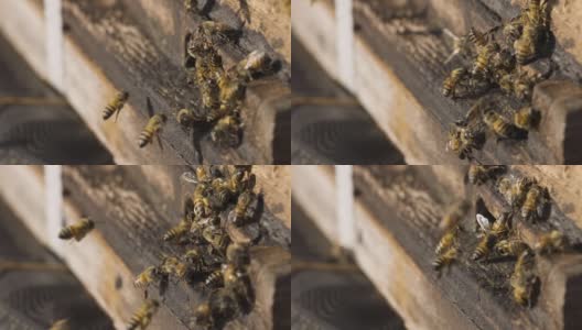 非洲蜜蜂进入和离开一个蜂巢的慢镜头特写高清在线视频素材下载