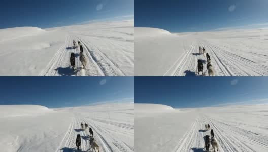 哈士奇拉着雪橇越过雪景。缓慢的运动。高清在线视频素材下载